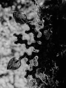 Náušnice Komorebi Kořeny Originál