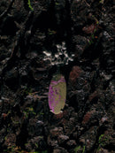 Náušnice Komorebi Originály se zoisity